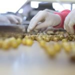 1 Kg Pet Çizik Yeşil Zeytin (XS)